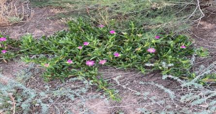 Carpobrotus